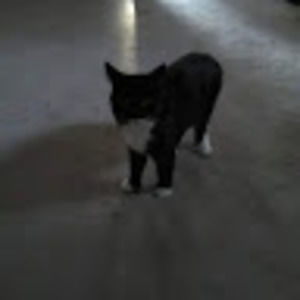 Meet your Posher, Sid